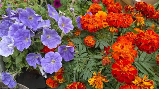 ������������ ������������ ��� ��������� ����� �������� ��� �������� �����