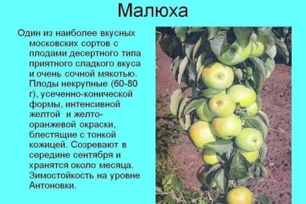 ������ ������: ���������� ���� ��� ������ ����