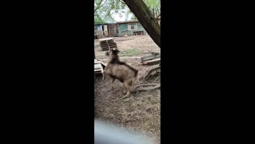 Видео эпичного противостояния с участием козла и гуся прислали нам наши читатели, которые стали очевидцем развития отношений почти любовного треугольника!