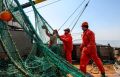 Добыча водных биоресурсов. Оперативные данные: российские рыбаки выловили более 1,8 млн тонн с начала года