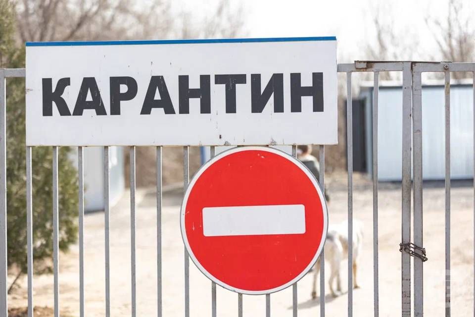 Карантин по бруцеллезу ввели в Красноярском сельском поселении Чернышковского района Волгоградской области, следует из приказа, опубликованного на официальном интернет-портале правовой информации региона