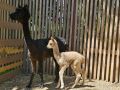 Первый детеныш альпаки родился в ЦПКиО Волгограда