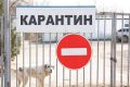 Карантин по бешенству ввели в Мокроольховском сельском поселении Котовского района Волгоградской области, следует из постановления губернатора, опубликованного на официальном интернет-портале правовой информации региона