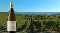 Праздник в честь Viognier