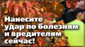 Изучение причин возврата болезней и вредителей в саду осенью и как действовать после
