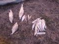 Надувную лодку конфисковали у браконьера, осужденного за вылов рыбы в природном парке «Нижнехоперский» под Волгоградом