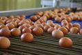 Долгое время яйца считались продуктом, который стоит ограничивать из-за содержания холестерина