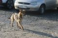 Бродячая собака укусила 5-летнего мальчика за лицо в поселке Приволжском Светлоярского района Волгоградской области, ребенок получил рваную рану щеки, ему потребовалась медицинская помощь и курс прививок от бешенства...