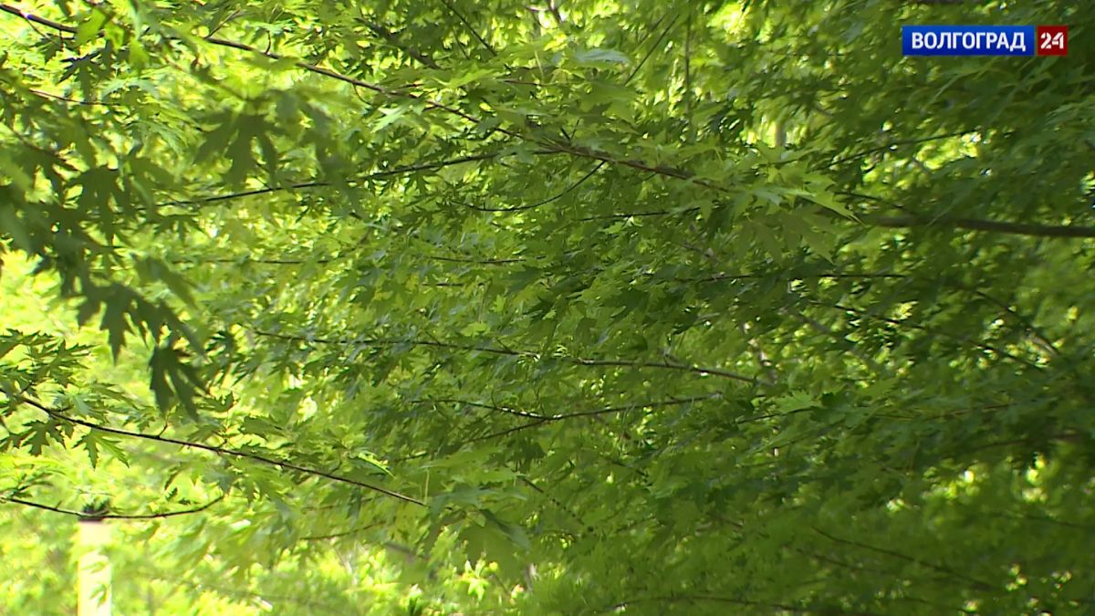 Какие экзотические деревья и кустарники украшали город-герой в XX веке и какие растут сегодня? Какие экзотические деревья и кустарники украшали город-герой в XX веке и какие растут сегодня?