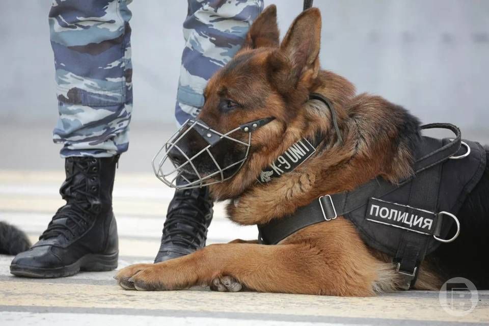 В Иловлинском районе Волгоградской области полицейские задержали 46-летнего жителя села Большая Ивановка, который культивировал запрещенные растения
