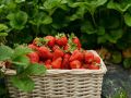Удивительное соседство: как чеснок защищает клубнику от вредителей