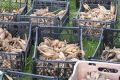 Как правильно сохранить клубни георгинов на зиму