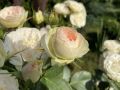Соседи, которые губят розы: 8 растений, от которых стоит держаться подальше