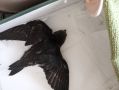 В Волгограде не утихает конфликт вокруг капремонта дома №1 на улице Николая Отрады в районе Спартановки