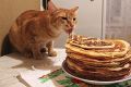 Почему коты предпочитают мясо и не чувствуют сладкий вкус: факты о любимцах