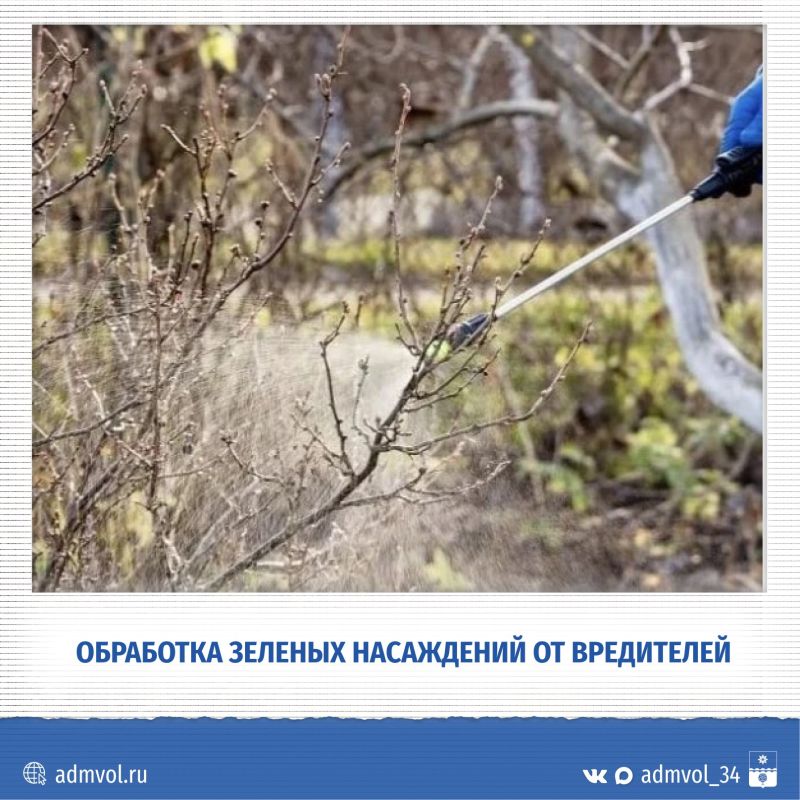 В Волжском на этой неделе обработают деревья от вредителей