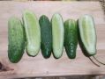 Как подготовить идеальные маринованные огурцы на зиму: секреты и советы