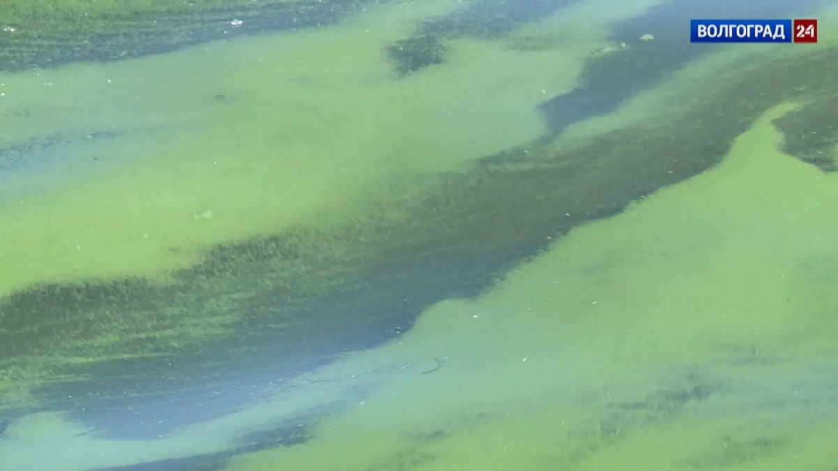 Сезон цветения воды начался в Волгоградской области Сезон цветения воды начался в Волгоградской области