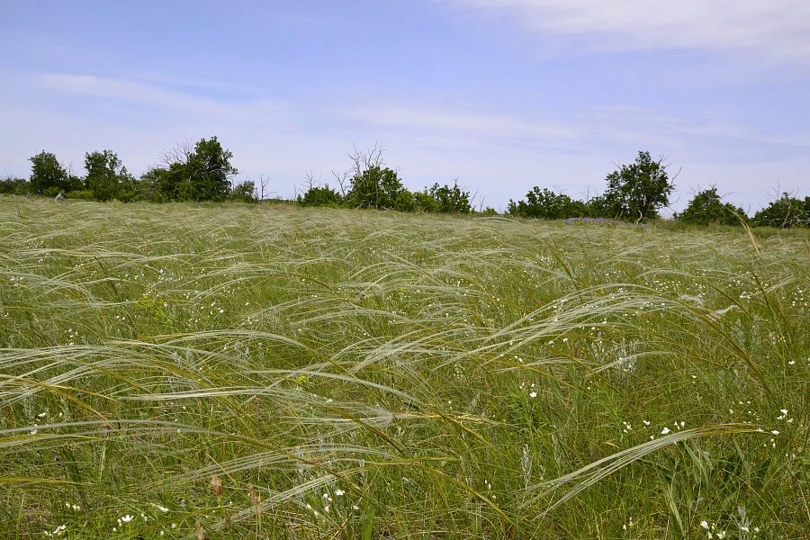 В природном парке «Щербаковский» обнаружили новые популяции 11 краснокнижных видов растений и двух видов лишайников В природном парке «Щербаковский» обнаружили новые популяции 11 краснокнижных видов растений и двух видов лишайников
