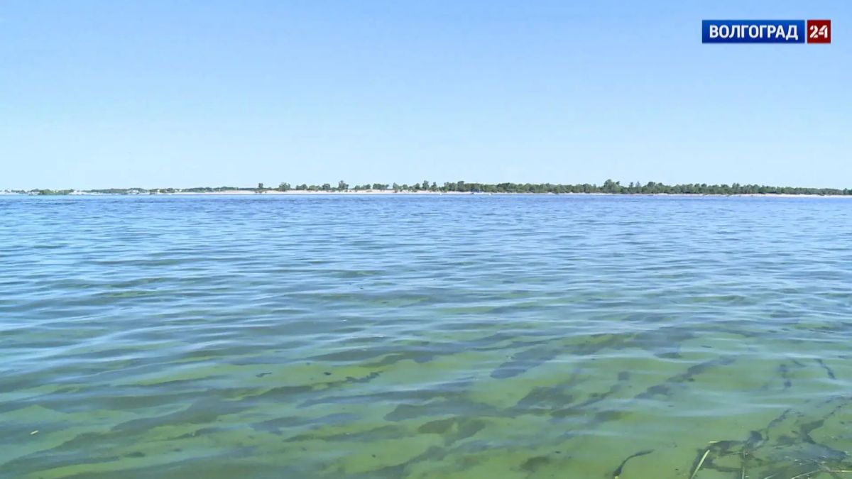 Сезон цветения воды начался в Волгоградской области Сезон цветения воды начался в Волгоградской области