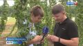 В Среднеахтубинском районе развивают производство хмеля