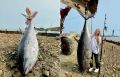 Волгоградка выловила гигантского тунца весом 129 кг