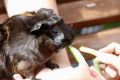 Змеи, кошки, хомячки: выставка домашних животных прошла в Волгограде в День города