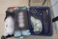 Астраханские таможенники нашли и изъяли кастет в багаже пассажира, прилетевшего в аэропорт Волгограда из Антальи, сообщили в пресс-службе Астраханской таможни
