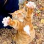 День рыжего кота празднуют сегодня