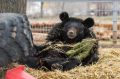 Уникальный зооцентр зовёт волгоградцев в гости