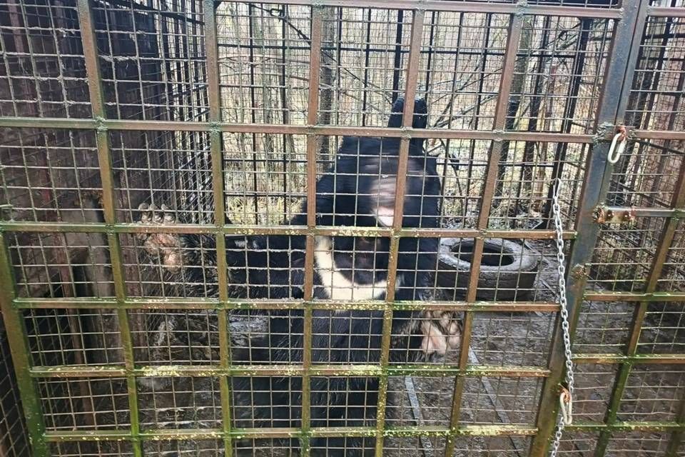 Гималайского медведя доставят в Волгоград из Владимирской области