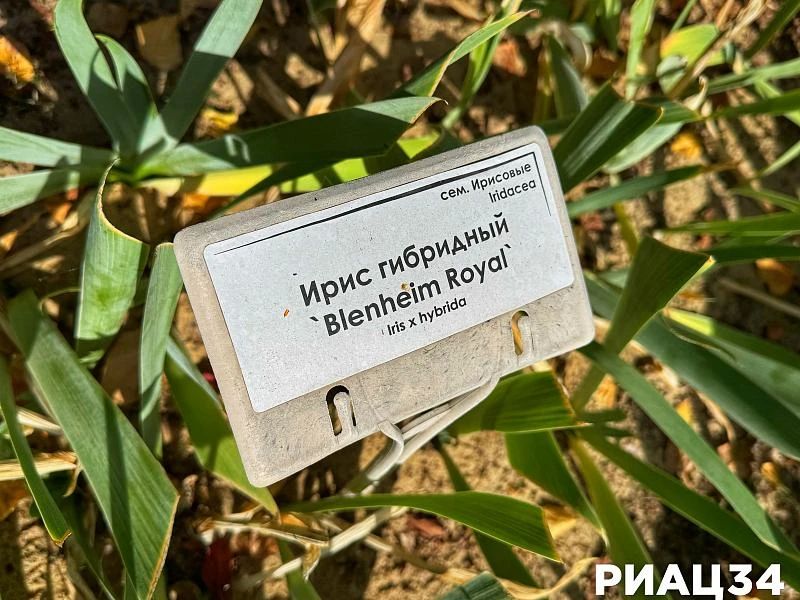 Секрет пышного цветения: что нужно знать об осеннем уходе за ирисами Секрет пышного цветения: что нужно знать об осеннем уходе за ирисами