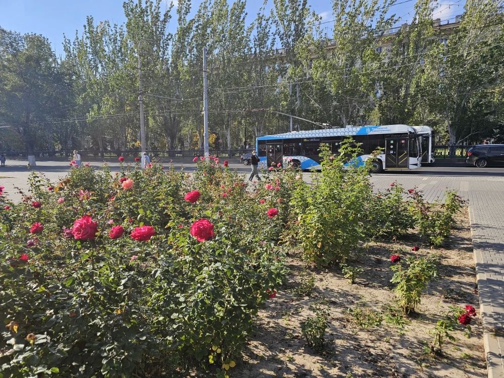 Небольшие дожди не собьют летнее тепло до конца недели в Волгограде
