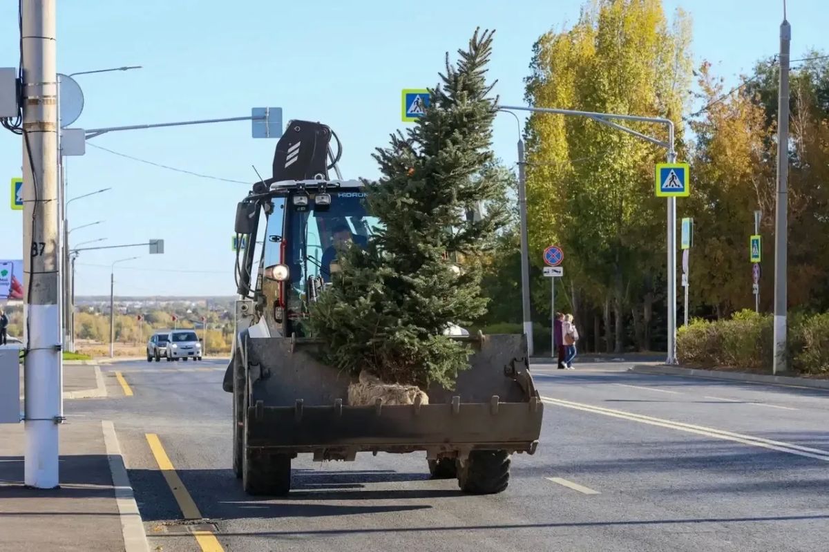 На ул. 7-й Гвардейской началась высадка деревьев На ул. 7-й Гвардейской началась высадка деревьев