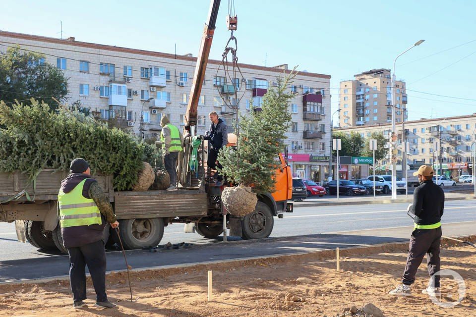 Высадка деревьев началась на улице 7-й Гвардейской в Волгограде Высадка деревьев началась на улице 7-й Гвардейской в Волгограде