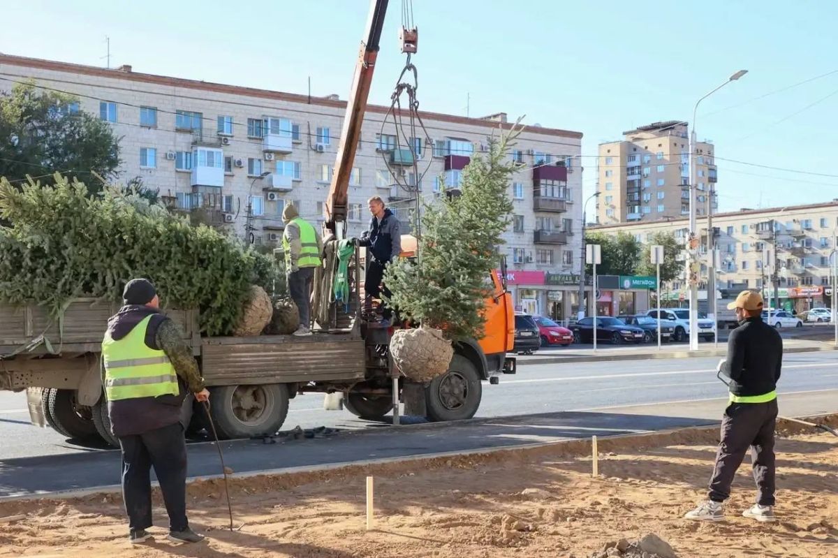 Высадка деревьев началась на улице 7-й Гвардейской в Волгограде