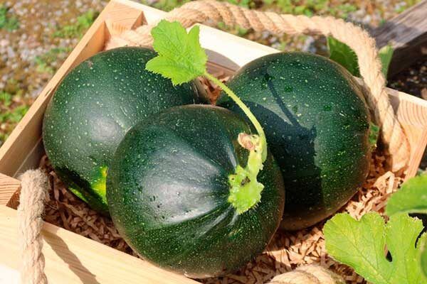 Необычный кабачок Горшочек: как вырастить вкусный и полезный урожай на своем участке