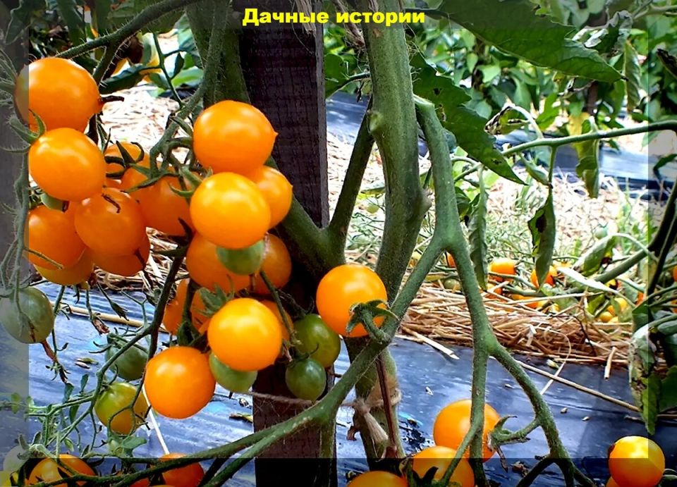 Секреты удачного урожая: сорта томатов для открытого грунта в 2026 году