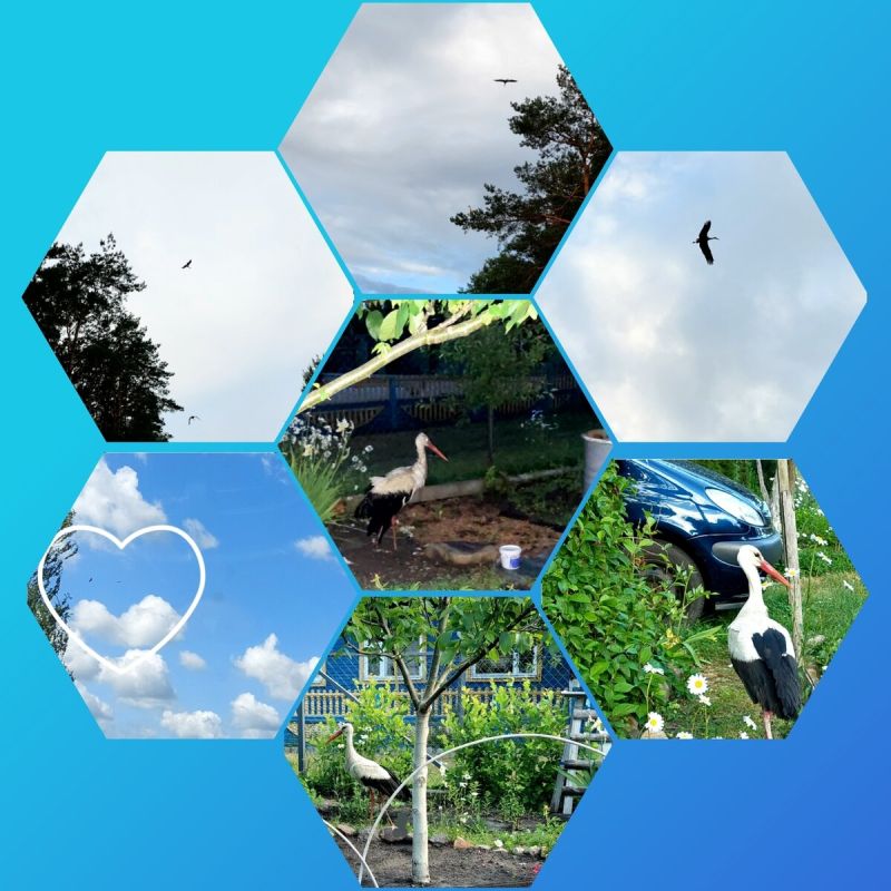 Необычный визит: аист на даче стал звездой лета