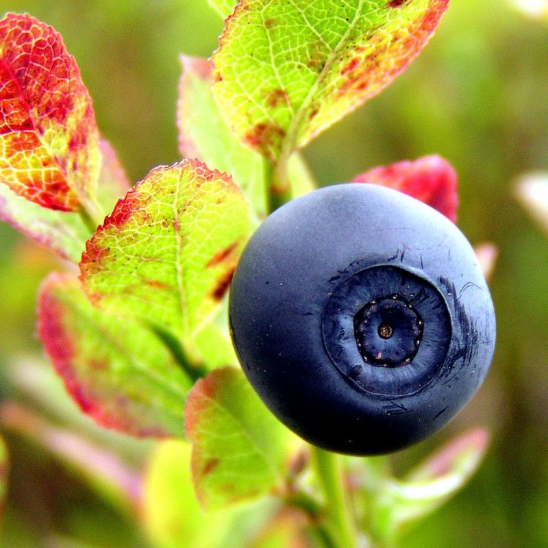 Как защитить свои грядки от птиц: лучшие методы