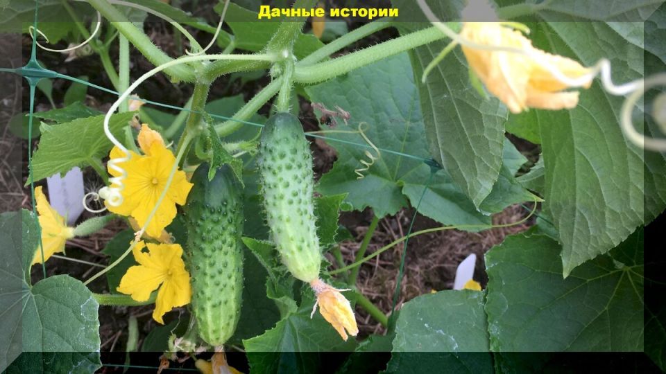 Как спасти свои огурцы: советы для дачников в сложных погодных условиях