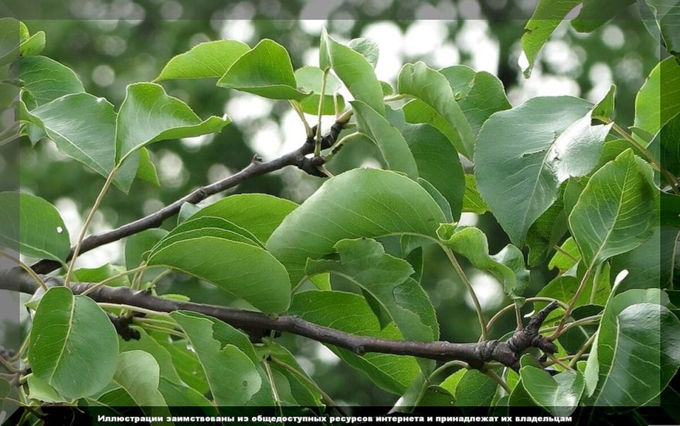 Груша: неожиданные преимущества для вашего сада