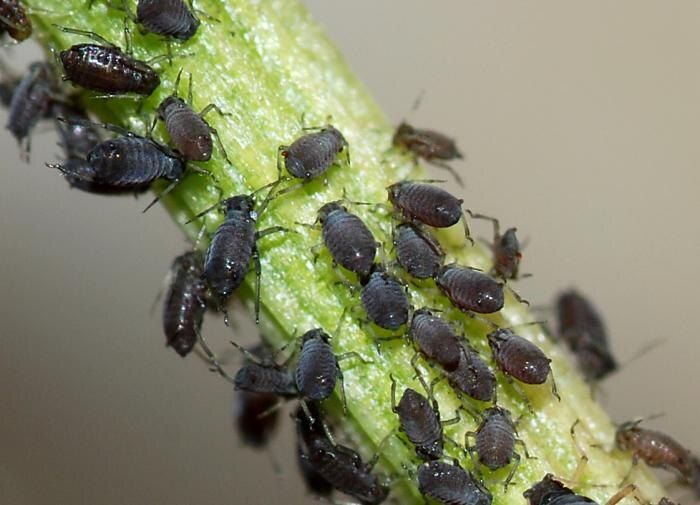 Как победить тлю: эффективные способы борьбы с вредителями на огороде