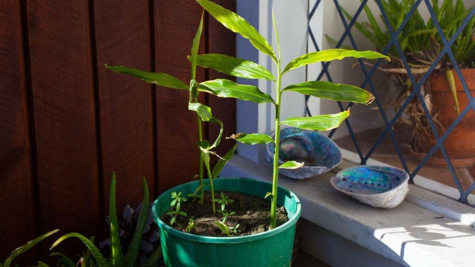 На покупной больше и не взглянете: как вырастить имбирь дома на подоконнике