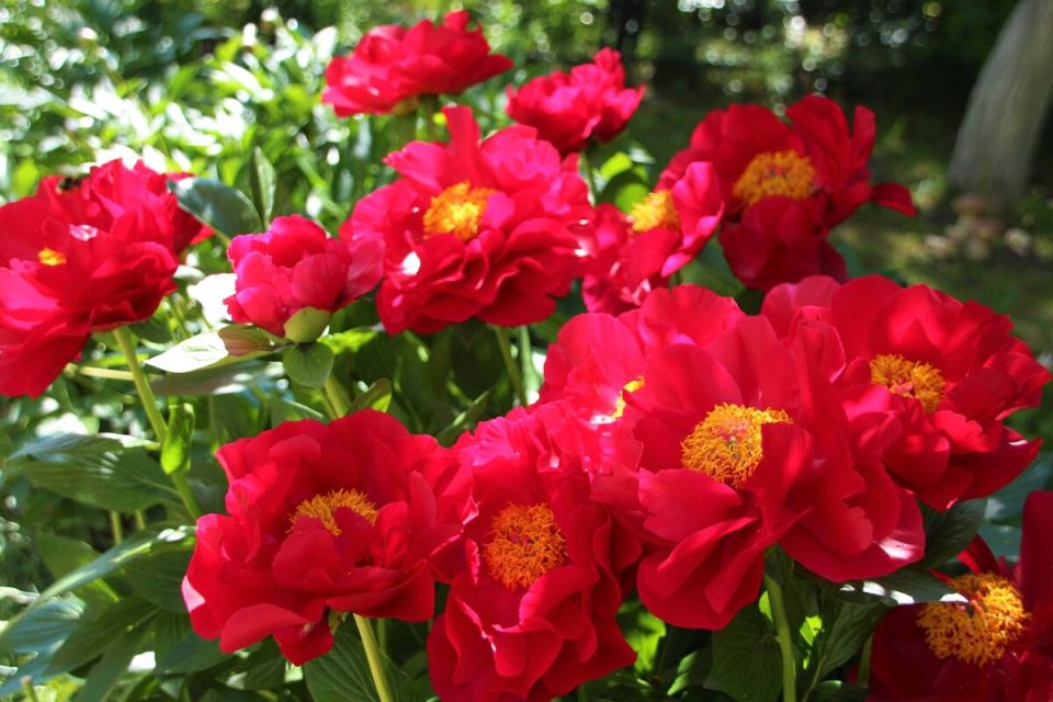 Яркий красавец среди пионов: Пион 'Mackinac Grand' завоевывает сердца садоводов