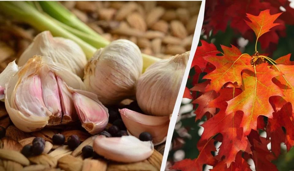 Когда сажать озимый чеснок: советы для урожайного будущего