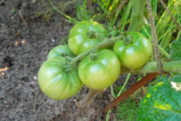 Томаты Белый налив: Долговечная классика для вашего огорода