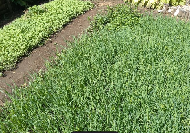 Сидераты в огороде: как извлечь из них максимальную пользу?