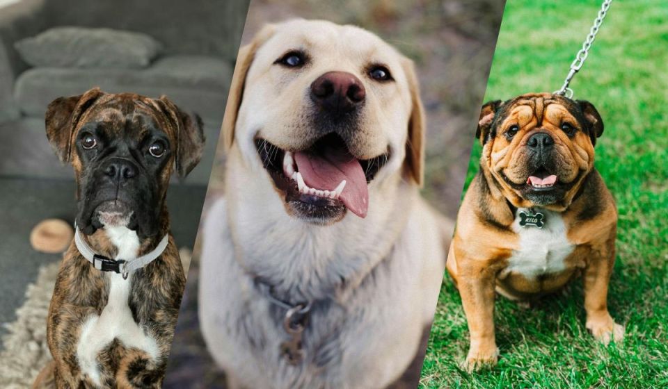 Спокойные и дружелюбные: 13 пород собак, которые не причинят вреда