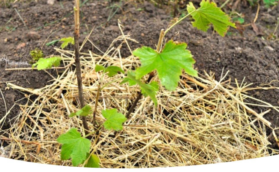 Секреты успешной посадки смородины: когда и как это сделать правильно